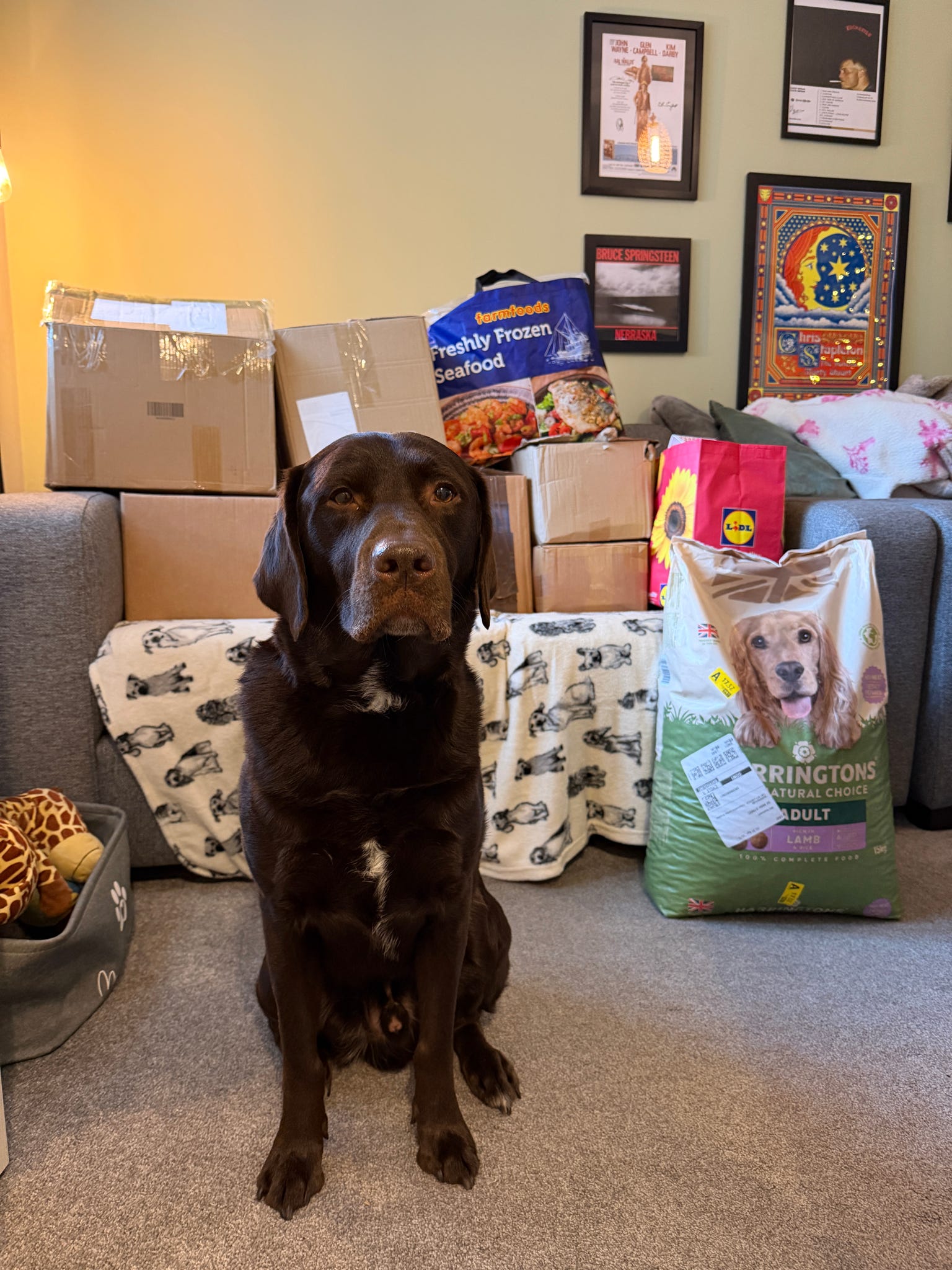 A Community Christmas with Jerry Green Dog Rescue 🎄🐾