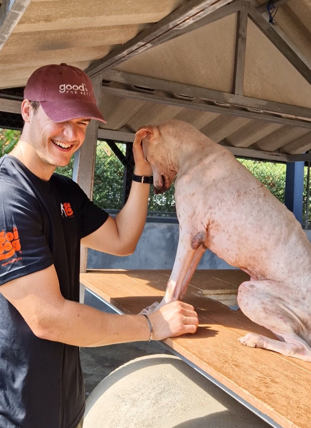 Soi Dog Foundation, Phuket 🐾