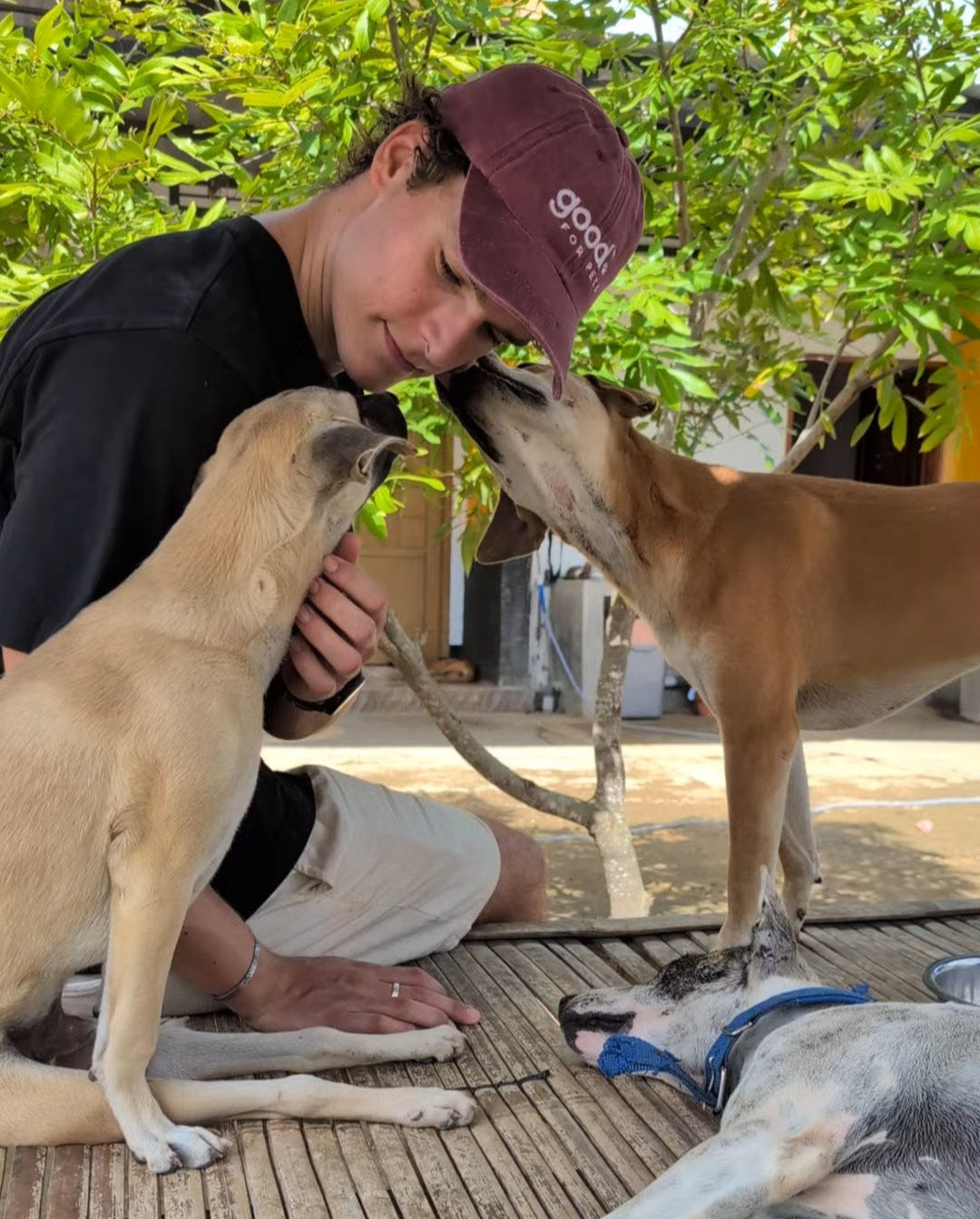 Donation Diaries - Shelter for Lombok Dogs 🐾