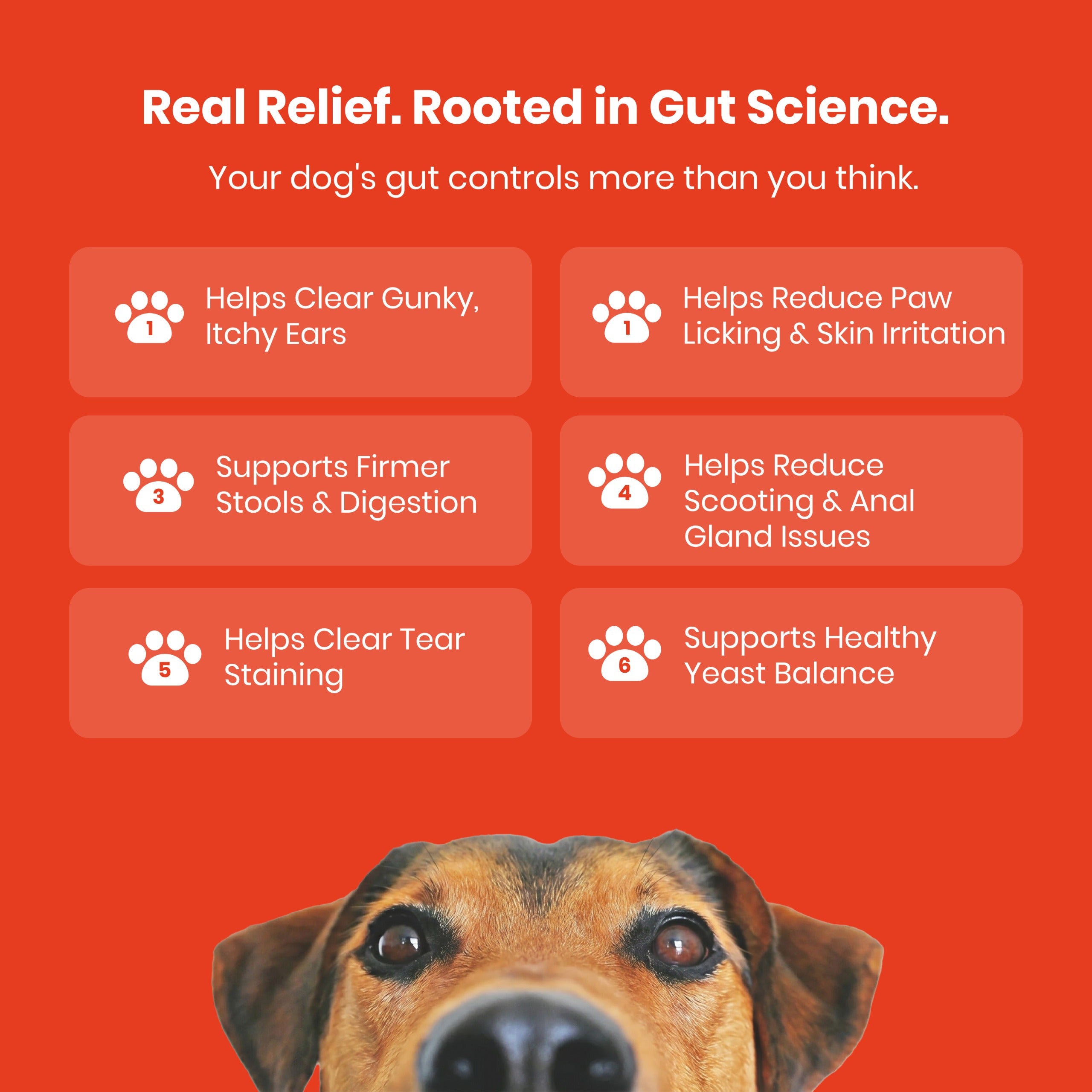 5 Strain Probiotic+